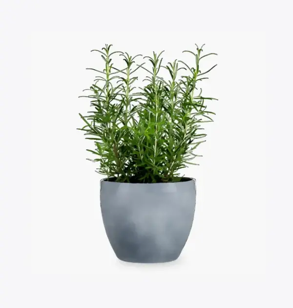 product-image-5_optimized Odio Pellentesque