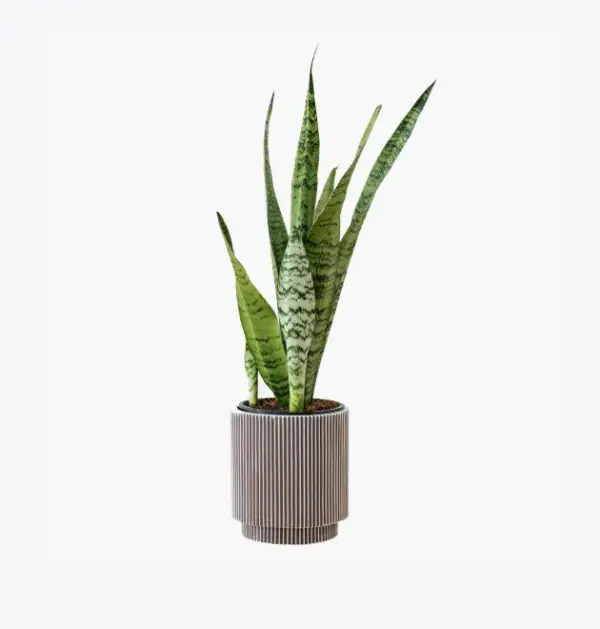 product-image-6_optimized Odio Pellentesque